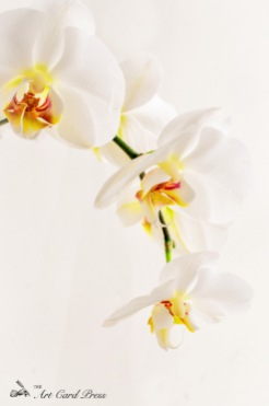 Orchids 4-001