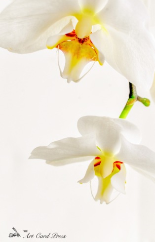 Orchids 8-001