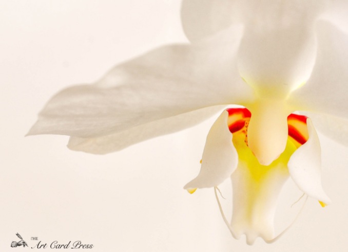 Orchids 9_-001