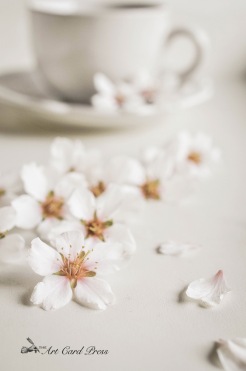 Almond Blossom 1-001