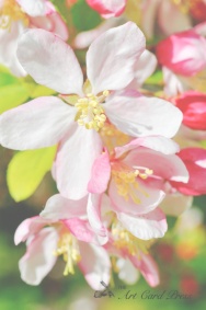 Blossom trees 14-001