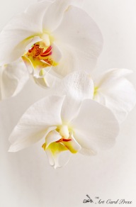 Orchids 2