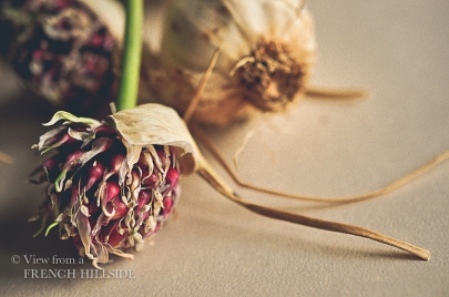 Garlic & Flowers 13