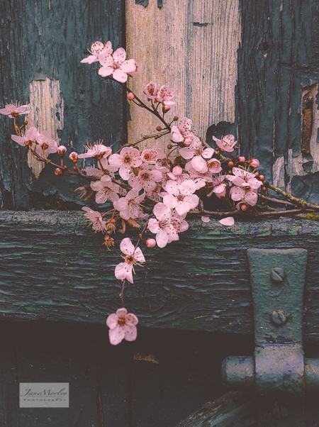 Blossom and old door 3