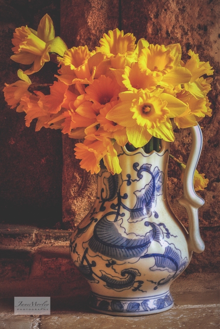 Spring Daffodils and jug